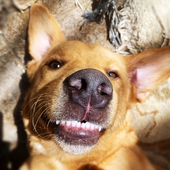 Meet your Posher, Davis - Picture 3 of 8